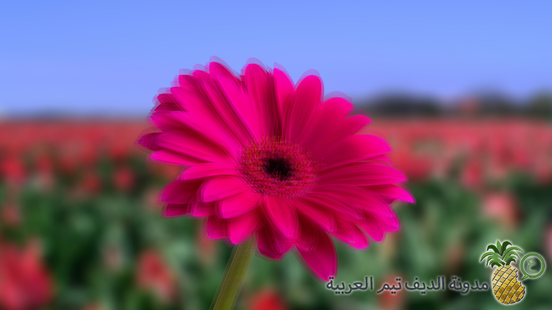Blurry Flower Image